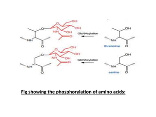 Fig showing the phosphorylation of amino acids:
 