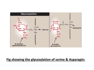 Fig showing the glycosylation of serine & Asparagin:
 