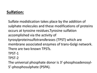 Sulfation:
Sulfate modidication takes place by the addition of
sulphate molecules and these modifications of proteins
occurs at tyrosine residues.Tyrosine sulfation
accomplished via the activity of
tyrosylproteinsulfotransferases (TPST) which are
membrane associated enzymes of trans-Golgi network.
There are two known TPSTs.
TPST-1
TPST-2
The universal phosphate donor is 3’-phosphoadenosyl-
5’-phosphosulphate (PSPA).
 