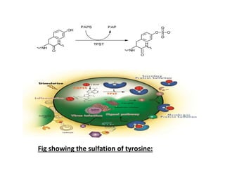 Fig showing the sulfation of tyrosine:
 