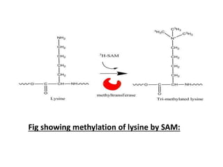 Fig showing methylation of lysine by SAM:
 