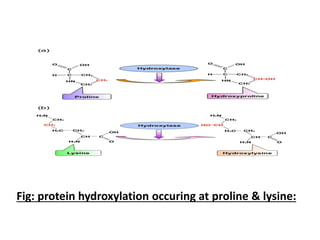 Fig: protein hydroxylation occuring at proline & lysine:
 