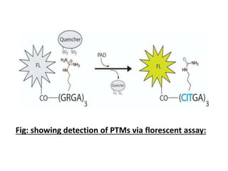 Fig: showing detection of PTMs via florescent assay:
 