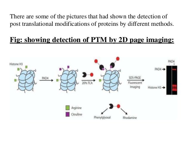 Post Translational Modification