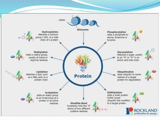 POST TRANSLATIONAL MODIFICATION.pptx