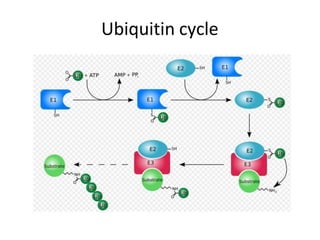 Ubiquitin cycle
 