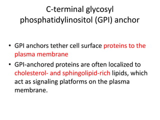 C-terminal glycosyl
phosphatidylinositol (GPI) anchor
• GPI anchors tether cell surface proteins to the
plasma membrane
• GPI-anchored proteins are often localized to
cholesterol- and sphingolipid-rich lipids, which
act as signaling platforms on the plasma
membrane.
 