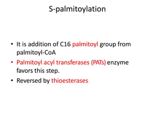 S-palmitoylation
• It is addition of C16 palmitoyl group from
palmitoyl-CoA
• Palmitoyl acyl transferases (PATs)enzyme
favors this step.
• Reversed by thioesterases
 