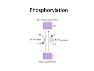 Phosphorylation
 