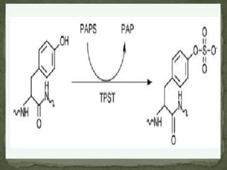 Post translational modification of protien | PPTX