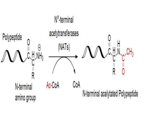 Post translational modification of protien | PPTX