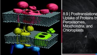 8.9 | Posttranslationa
Uptake of Proteins by
Peroxisomes,
Mitochondria, and
Chloroplasts
 