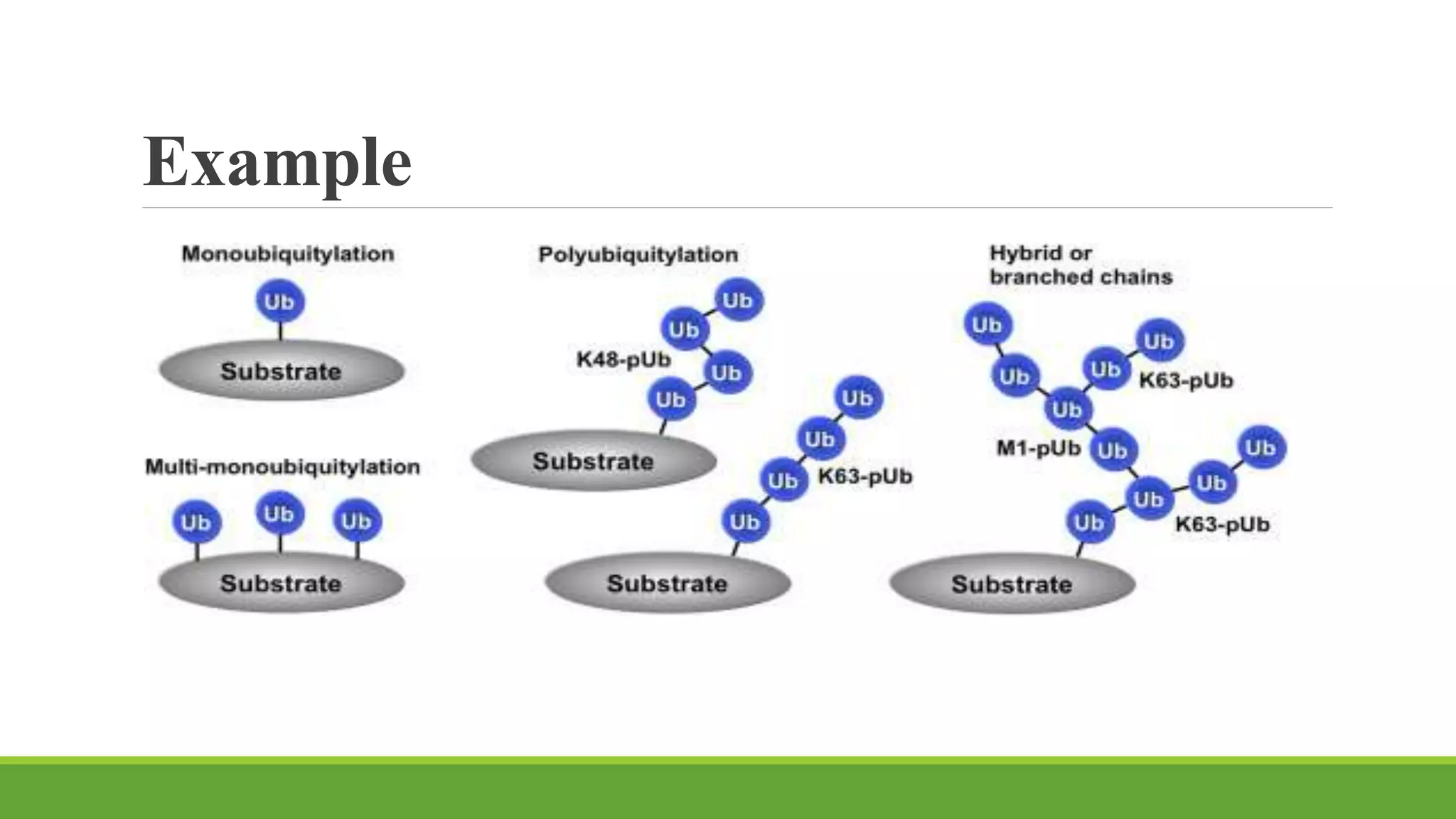 Post translation modification of protein | PPTX
