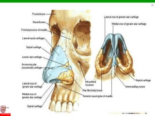 © Ramaiah University of Applied Sciences
36
Faculty of Dental Sciences
University
Logo
 