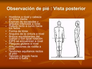 Observación de pié : Vista posterior
•
•
•
•
•
•
•
•
•
•
•
Hombros a nivel y cabeza
en línea media
Espinas de escapulas y
ángulos inferiores a nivel
Raquis recto a curvo hacia
los lados
Forma de tórax
Ángulos de la cintura a nivel
Brazos equidistantes del
cuerpo y con igual rotación
EIPS se encuentran a nivel
Pliegues glúteos a nivel
Articulaciones de rodilla a
nivel
Tendones aquilianos rectos
al piso
Talones y ángulo hacia
adentro o fuera
 