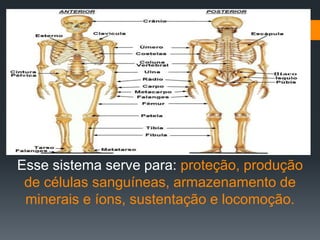 Esse sistema serve para: proteção, produção
de células sanguíneas, armazenamento de
minerais e íons, sustentação e locomoção.
 