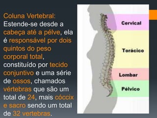 Coluna Vertebral:
Estende-se desde a
cabeça até a pélve, ela
é responsável por dois
quintos do peso
corporal total,
constituído por tecido
conjuntivo e uma série
de ossos, chamados
vértebras que são um
total de 24, mais cóccix
e sacro sendo um total
de 32 vertebras.
 