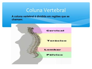 Coluna Vertebral
A coluna vertebral é dividida em regiões que se
chamam:
 