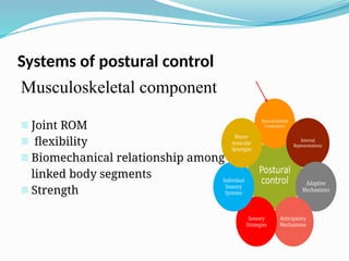 Systems of postural control
Musculoskeletal component
- Joint ROM
- flexibility
- Biomechanical relationship among
linked body segments
- Strength
 