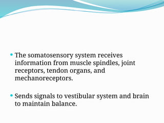  The somatosensory system receives
information from muscle spindles, joint
receptors, tendon organs, and
mechanoreceptors.
 Sends signals to vestibular system and brain
to maintain balance.
 