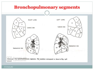 Bronchopulmonary segments
G K Subudhi
 