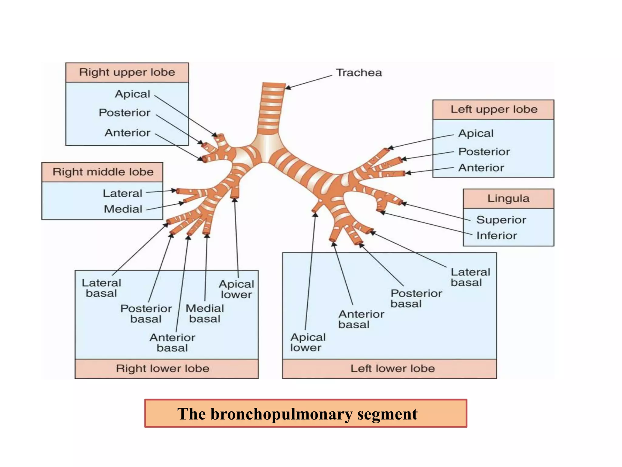 Postural drainage 1