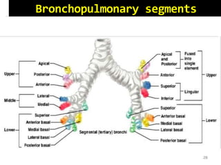 Bronchopulmonary segments
 