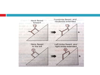Postural reflexes copy | PPTX
