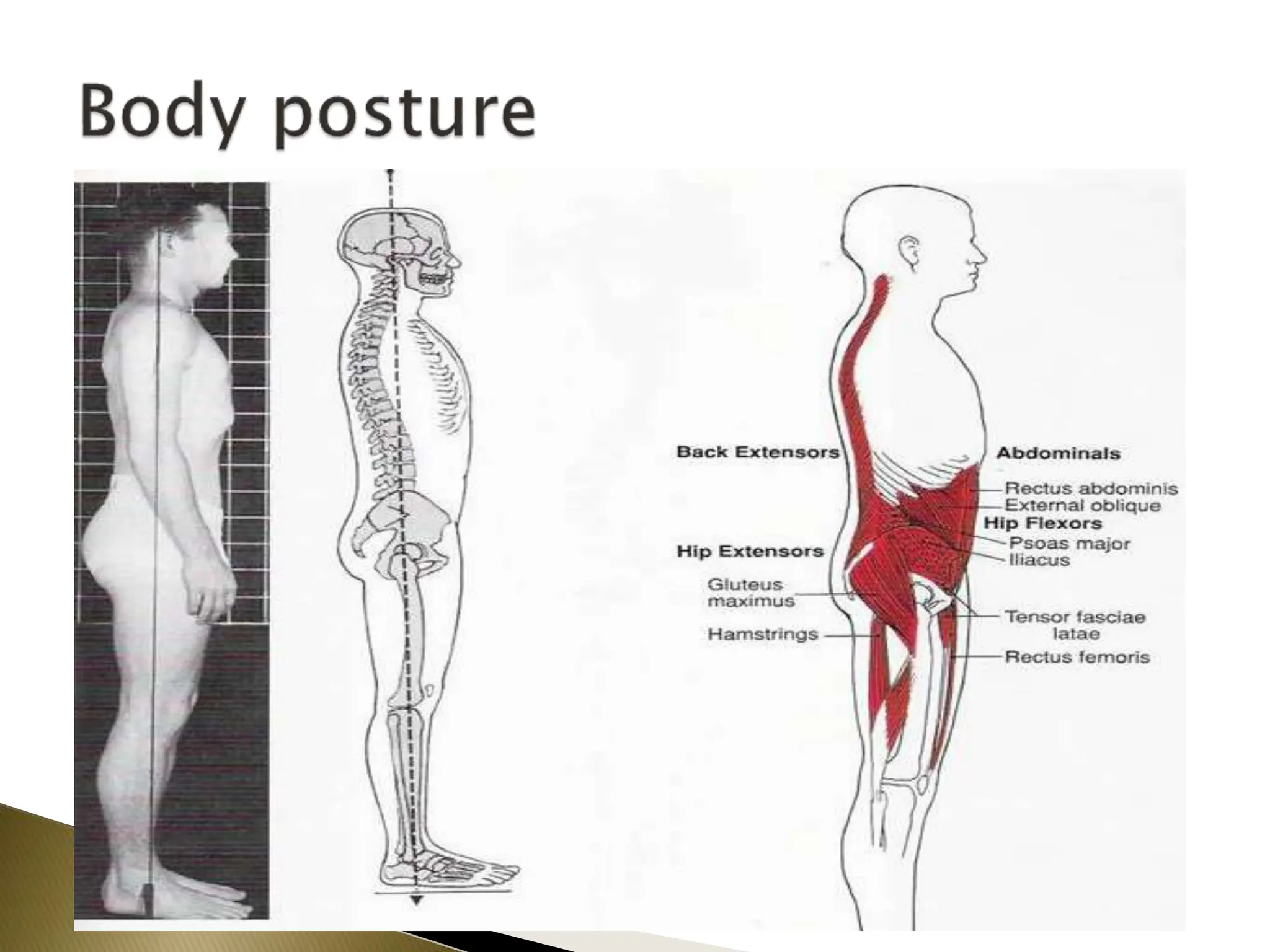 Posture biomechanics Kinetic And Kinematics Of Posture Postural posture-biomechanics-kinetic-and-kinematics-of-posture-postural