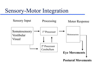 Sensory-Motor Integration
Somatosensory
Vestibular
Visual
Eye Movements
Postural Movements
10 Processor
20 Processor
Cerebellum
Motoneurons
Sensory Input Processing Motor Response
 