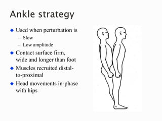  Used when perturbation is
– Slow
– Low amplitude
 Contact surface firm,
wide and longer than foot
 Muscles recruited distal-
to-proximal
 Head movements in-phase
with hips
 