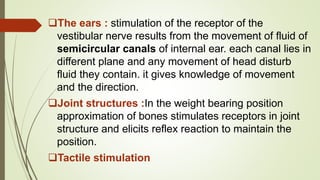 The ears : stimulation of the receptor of the
vestibular nerve results from the movement of fluid of
semicircular canals of internal ear. each canal lies in
different plane and any movement of head disturb
fluid they contain. it gives knowledge of movement
and the direction.
Joint structures :In the weight bearing position
approximation of bones stimulates receptors in joint
structure and elicits reflex reaction to maintain the
position.
Tactile stimulation
 