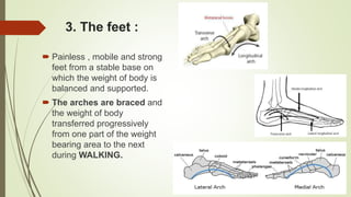 3. The feet :
 Painless , mobile and strong
feet from a stable base on
which the weight of body is
balanced and supported.
 The arches are braced and
the weight of body
transferred progressively
from one part of the weight
bearing area to the next
during WALKING.
 