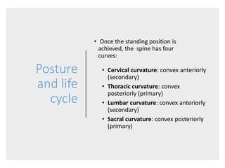 Posture
and life
cycle
• Once the standing position is
achieved, the spine has four
curves:
• Cervical curvature: convex anteriorly
(secondary)
• Thoracic curvature: convex
posteriorly (primary)
• Lumbar curvature: convex anteriorly
(secondary)
• Sacral curvature: convex posteriorly
(primary)
 