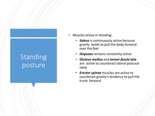 Standing
posture
• Muscles active in standing:
• Soleus is continuously active because
gravity tends to pull the body forward
over the feet
• Iliopsoas remains constantly active
• Gluteus medius and tensor fascia lata
are active to counteract lateral postural
sway
• Erector spinae muscles are active to
counteract gravity’s tendency to pull the
trunk forward
 