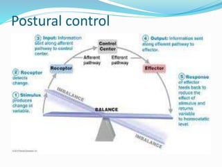 Posture Analysis In Biomechanics | PPTX