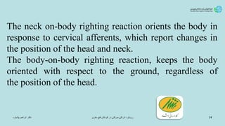 ‫دکتر‬‫ابراهیم‬‫پیشیاره‬ ‫ادراکی‬ ‫رویکرد‬-‫مغزی‬ ‫فلج‬ ‫کودکان‬ ‫در‬ ‫حرکتی‬ 14
The neck on-body righting reaction orients the body in
response to cervical afferents, which report changes in
the position of the head and neck.
The body-on-body righting reaction, keeps the body
oriented with respect to the ground, regardless of
the position of the head.
 