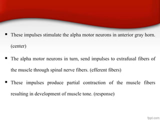  These impulses stimulate the alpha motor neurons in anterior gray horn.
(center)
 The alpha motor neurons in turn, send impulses to extrafusal fibers of
the muscle through spinal nerve fibers. (efferent fibers)
 These impulses produce partial contraction of the muscle fibers
resulting in development of muscle tone. (response)
 