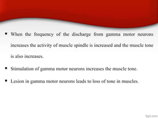  When the frequency of the discharge from gamma motor neurons
increases the activity of muscle spindle is increased and the muscle tone
is also increases.
 Stimulation of gamma motor neurons increases the muscle tone.
 Lesion in gamma motor neurons leads to loss of tone in muscles.
 