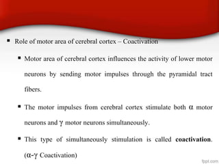  Role of motor area of cerebral cortex – Coactivation
 Motor area of cerebral cortex influences the activity of lower motor
neurons by sending motor impulses through the pyramidal tract
fibers.
 The motor impulses from cerebral cortex stimulate both α motor
neurons and γ motor neurons simultaneously.
 This type of simultaneously stimulation is called coactivation.
(α-γ Coactivation)
 