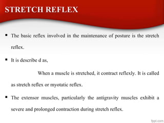 STRETCH REFLEX
 The basic reflex involved in the maintenance of posture is the stretch
reflex.
 It is describe d as,
When a muscle is stretched, it contract reflexly. It is called
as stretch reflex or myotatic reflex.
 The extensor muscles, particularly the antigravity muscles exhibit a
severe and prolonged contraction during stretch reflex.
 