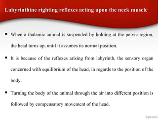 Labyrinthine righting reflexes acting upon the neck muscle
 When a thalamic animal is suspended by holding at the pelvic region,
the head turns up, until it assumes its normal position.
 It is because of the reflexes arising from labyrinth, the sensory organ
concerned with equilibrium of the head, in regards to the position of the
body.
 Turning the body of the animal through the air into different position is
followed by compensatory movement of the head.
 