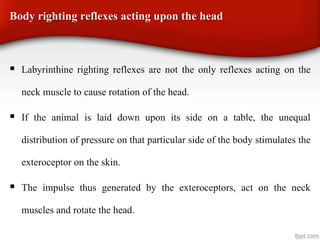 Body righting reflexes acting upon the head
 Labyrinthine righting reflexes are not the only reflexes acting on the
neck muscle to cause rotation of the head.
 If the animal is laid down upon its side on a table, the unequal
distribution of pressure on that particular side of the body stimulates the
exteroceptor on the skin.
 The impulse thus generated by the exteroceptors, act on the neck
muscles and rotate the head.
 