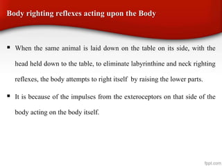 Body righting reflexes acting upon the Body
 When the same animal is laid down on the table on its side, with the
head held down to the table, to eliminate labyrinthine and neck righting
reflexes, the body attempts to right itself by raising the lower parts.
 It is because of the impulses from the exteroceptors on that side of the
body acting on the body itself.
 
