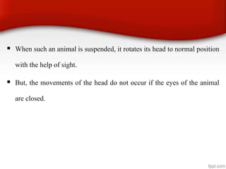  When such an animal is suspended, it rotates its head to normal position
with the help of sight.
 But, the movements of the head do not occur if the eyes of the animal
are closed.
 