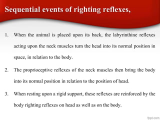 Sequential events of righting reflexes,
1. When the animal is placed upon its back, the labyrinthine reflexes
acting upon the neck muscles turn the head into its normal position in
space, in relation to the body.
2. The proprioceptive reflexes of the neck muscles then bring the body
into its normal position in relation to the position of head.
3. When resting upon a rigid support, these reflexes are reinforced by the
body righting reflexes on head as well as on the body.
 