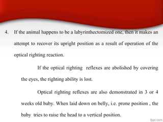 4. If the animal happens to be a labyrinthectomized one, then it makes an
attempt to recover its upright position as a result of operation of the
optical righting reaction.
If the optical righting reflexes are abolished by covering
the eyes, the righting ability is lost.
Optical righting reflexes are also demonstrated in 3 or 4
weeks old baby. When laid down on belly, i.e. prone position , the
baby tries to raise the head to a vertical position.
 