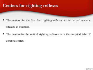 Centers for righting reflexes
 The centers for the first four righting reflexes are in the red nucleus
situated in midbrain.
 The centers for the optical righting reflexes is in the occipital lobe of
cerebral cortex.
 