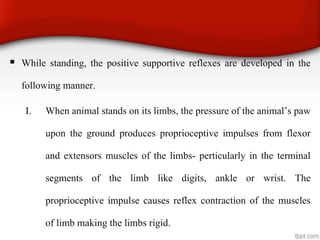  While standing, the positive supportive reflexes are developed in the
following manner.
I. When animal stands on its limbs, the pressure of the animal’s paw
upon the ground produces proprioceptive impulses from flexor
and extensors muscles of the limbs- perticularly in the terminal
segments of the limb like digits, ankle or wrist. The
proprioceptive impulse causes reflex contraction of the muscles
of limb making the limbs rigid.
 