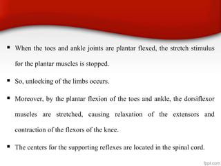  When the toes and ankle joints are plantar flexed, the stretch stimulus
for the plantar muscles is stopped.
 So, unlocking of the limbs occurs.
 Moreover, by the plantar flexion of the toes and ankle, the dorsiflexor
muscles are stretched, causing relaxation of the extensors and
contraction of the flexors of the knee.
 The centers for the supporting reflexes are located in the spinal cord.
 